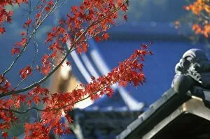 Autumn Color, Torimoto, Kyoto, Japan