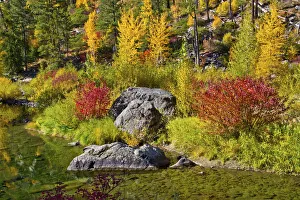 Images Dated 14th October 2018: Autumn color, Tumwater Canyon, Wenatchee National Forest, Washington State, USA