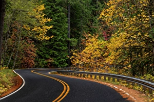 Prints of Autumn color along the Wind River Road in the Gifford Pinchot National Forest, Washington State, USA Images Dated 2024 April: Autumn color along the Wind River Road in the Gifford Pinchot National Forest