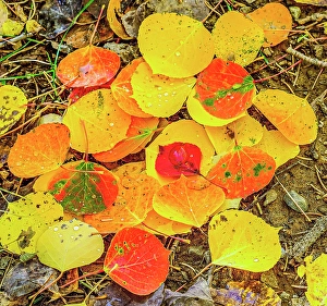 Ground Prints: Autumn colored fallen leaves with rain drops in Colorado