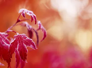 Backgrounds Prints: Autumn Colored Wild Blueberry Bushes, Near Mt. Rainier National Park Vistors Center