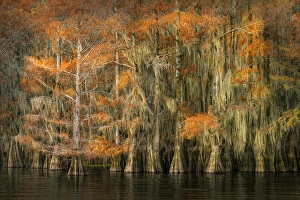 Images Dated 17th January 2024: Autumn colors on Caddo Lake, Texas. Worlds largest bald cypress forest