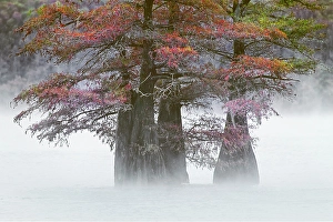 Images Dated 17th January 2024: Autumn colors on Caddo Lake, Texas. Worlds largest bald cypress forest