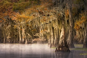 Images Dated 17th January 2024: Autumn colors on Caddo Lake, Texas. Worlds largest bald cypress forest