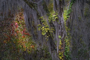 Images Dated 18th January 2024: Autumn colors on Caddo Lake, Texas. Worlds largest bald cypress forest