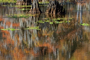 Images Dated 18th January 2024: Autumn colors on Caddo Lake, Texas. Worlds largest bald cypress forest