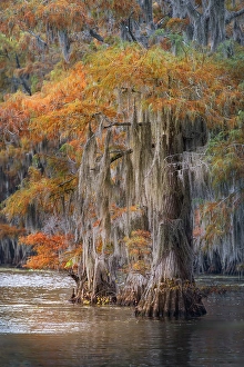 Images Dated 18th January 2024: Autumn colors on Caddo Lake, Texas. Worlds largest bald cypress forest