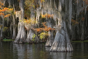 Images Dated 18th January 2024: Autumn colors on Caddo Lake, Texas. Worlds largest bald cypress forest