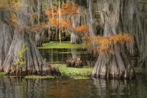 Images Dated 18th January 2024: Autumn colors on Caddo Lake, Texas. Worlds largest bald cypress forest