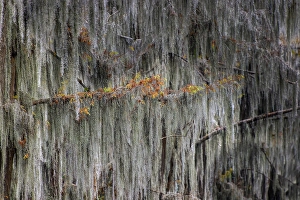 Images Dated 18th January 2024: Autumn colors on Caddo Lake, Texas. Worlds largest bald cypress forest