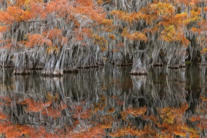 Images Dated 18th January 2024: Autumn colors on Caddo Lake, Texas. Worlds largest bald cypress forest