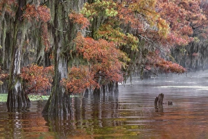 Images Dated 18th January 2024: Autumn colors on Caddo Lake, Texas. Worlds largest bald cypress forest