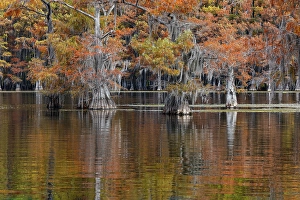 Images Dated 18th January 2024: Autumn colors on Caddo Lake, Texas. Worlds largest bald cypress forest
