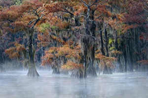 Images Dated 18th January 2024: Autumn colors on Caddo Lake, Texas. Worlds largest bald cypress forest