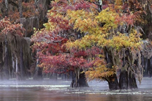 Images Dated 18th January 2024: Autumn colors on Caddo Lake, Texas. Worlds largest bald cypress forest