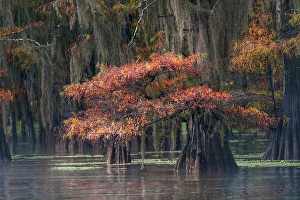 Images Dated 18th January 2024: Autumn colors on Caddo Lake, Texas. Worlds largest bald cypress forest