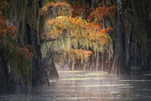 Images Dated 18th January 2024: Autumn colors on Caddo Lake, Texas. Worlds largest bald cypress forest