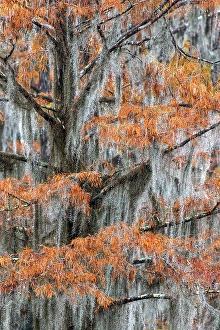 Images Dated 18th January 2024: Autumn colors on Caddo Lake, Texas. Worlds largest bald cypress forest