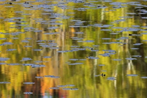 Northwood Prints: Autumn colors and lily pads reflecting on Thornton Lake at sunrise