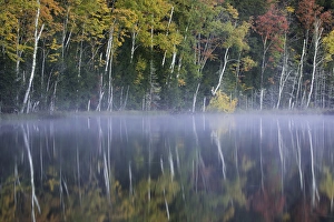 Images Dated 31st January 2016: Autumn Colors and mist reflecting on Council Lake at sunrise, Hiawatha National Forest