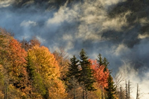 Autumn Colors and mist at sunrise, Blue Ridge Mountains from Blue Ridge Parkway at sunrise
