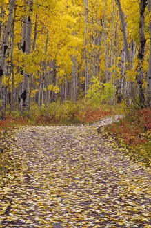 Autumn colors and road in Kebler Pass