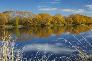 Images Dated 24th April 2015: Autumn colour and Clutha River at Kaitangata, near Balclutha, South Otago, South Island