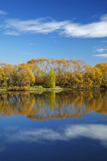 South Is Prints: Autumn colour and Clutha River at Kaitangata, near Balclutha, South Otago, South Island