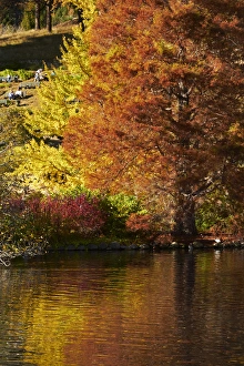 Dunedin Prints: Autumn colour reflected in duck pond, Botanic Gardens, Dunedin, Otago, South Island
