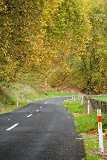 Images Dated 29th November 2006: Autumn Colour and Road, Tokirima, King Country, North Island, New Zealand