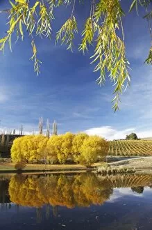 Autumn Colour and Vineyard, Bannockburn Inlet, Lake Dunstan, Central Otago, South Island