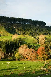 Images Dated 29th November 2006: Autumn Colours and Farmland near Te Kuiti, King Country, North Island, New Zealand