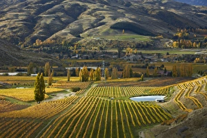 Autumn colours, Felton Road Vineyard, Bannockburn, near Cromwell, Central Otago, South Island
