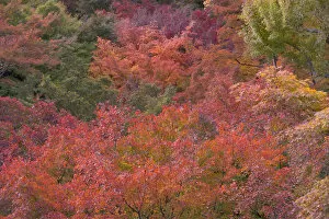 Images Dated 16th November 2005: Autumn colours and Temple, Kyoto, Japan
