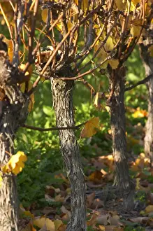Images Dated 18th November 2005: Autumn colours in the vineyard in late afternoon evening sunshine