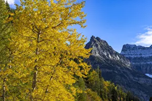 Images Dated 30th September 2021: Autumn cottonwood and Mount Oberlin in Glacier National Park, Montana, USA