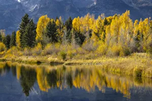 Willow Prints: Autumn cottonwood trees reflecting on beaver pond
