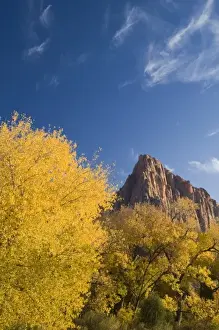 Images Dated 2nd November 2007: Autumn cottonwoods frame the Watchman in Zion National Park in Utah