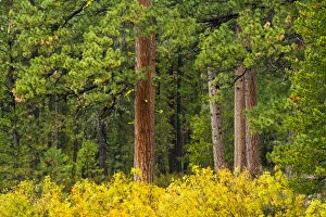 Oregon Prints: autumn, Deschutes River area, Three Rivers, Deschutes National Forest, Oregon, USA