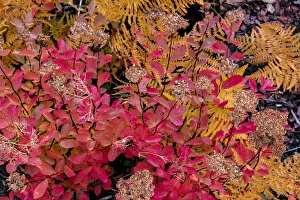 Images Dated 27th September 2018: Autumn ferns and ground cover in burn area above St. Mary Lake in Glacier National Park