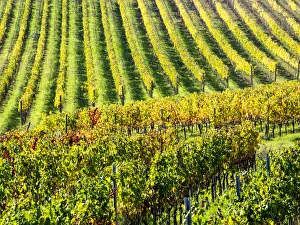 Images Dated 30th October 2017: Autumn fields leading to the city of Montepulciano