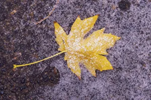 Vivid Prints: Autumn first snow in Yosemite National Park, California, USA