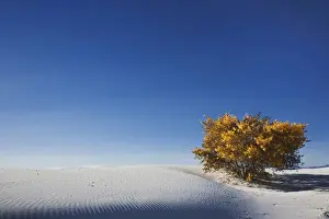 Images Dated 16th November 2006: Autumn foliage among the dunes, White Sands National Monument, New Mexico