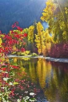 Landscape Prints: Autumn foliage, Nason Creek Area, Wenatchee National Forest, Washington State, USA