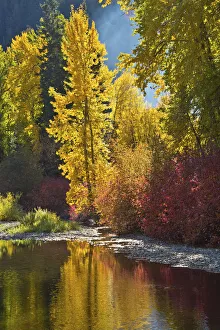 Images Dated 13th October 2018: Autumn foliage, Nason Creek Area, Wenatchee National Forest, Washington State, USA