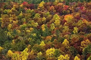 Images Dated 20th October 2006: Autumn foliage pattern on slope of southern Appalachian Mountains, near Grandfather Mountain