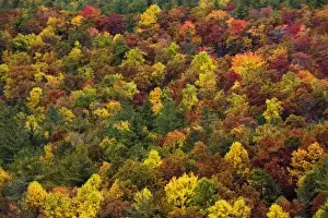 Grandfather Mountain Prints: Autumn foliage pattern on slope of southern Appalachian Mountains