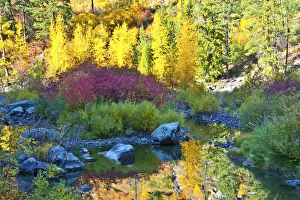 Autumn foliage, Tumwater Canyon, Wenatchee National Forest, Washington State, USA