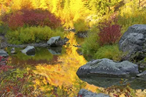 Landscape Prints: Autumn foliage, Tumwater Canyon, Wenatchee National Forest, Washington State, USA
