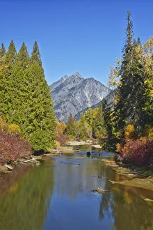 Images Dated 16th October 2018: Autumn foliage, White River, Wenatchee National Forest, Washington State, USA